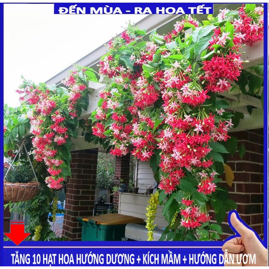 Shop 1k - Hạt giống hoa sử quân tử GÓI 10 HẠT (tặng kèm Thuốc kích mầm + 5 hạt hướng dương lùn siêu bông)
