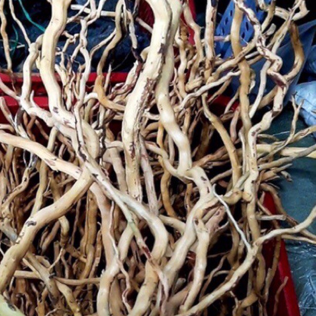 Rễ Rừng Xoắn Cứng ghép layout rừng, bonsai cho bể thuỷ sinh