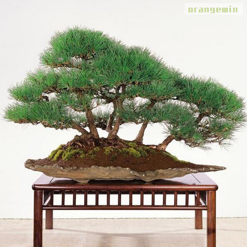 20 Hạt Giống Cây Bonsai Màu Đen Phong Cách Nhật Bản