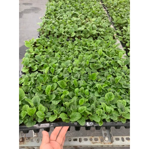 15 cây đồng tiền cao giống các mầu cây ảnh cuối
