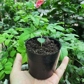 Combo 50 chậu nhựa mềm C3 8x7cm dày và bền