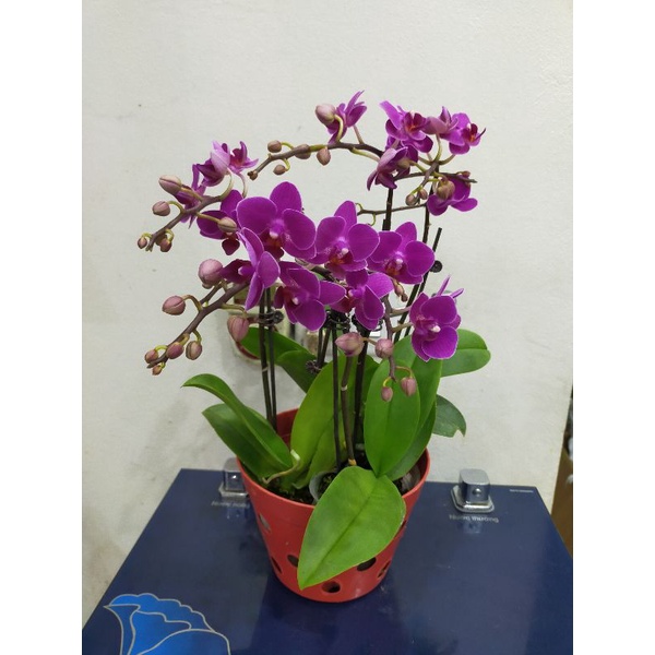Combo 3 cây mãn thiên hồng đang hoa phân nhánh