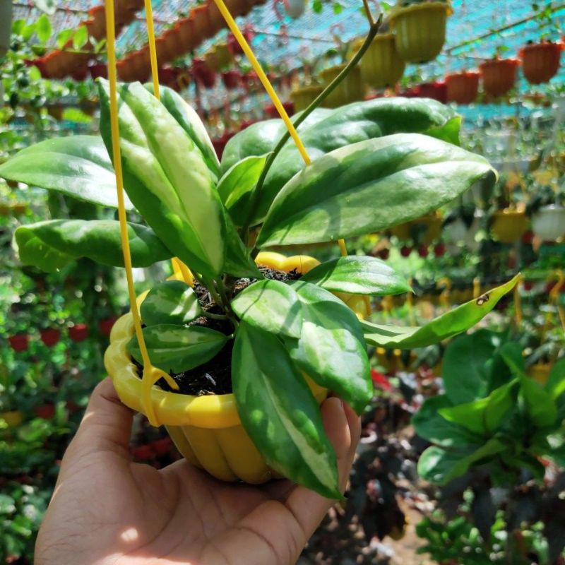 Cẩm cù Hoya Crassicaulis var
