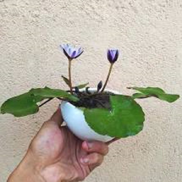 Combo 5 CỦ HOA SÚNG THÁI MINI , CỦ TO, NHIỀU MÀU HOA
