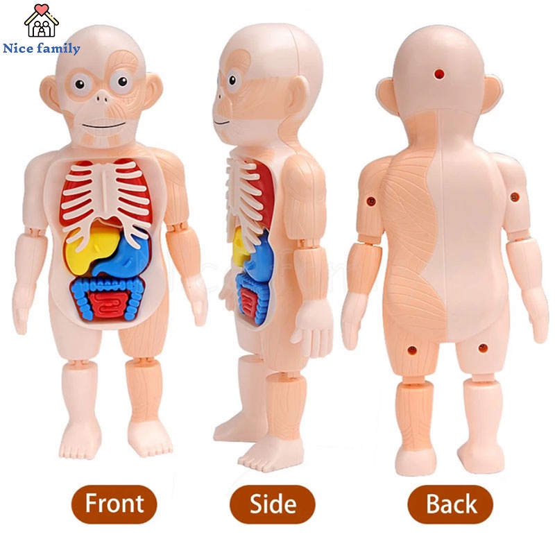 Đồ Chơi Cơ Thể Người 3D Lắp Ráp DIY Hỗ Trợ Dạy Học Y Tế Cho Bé Qy0u