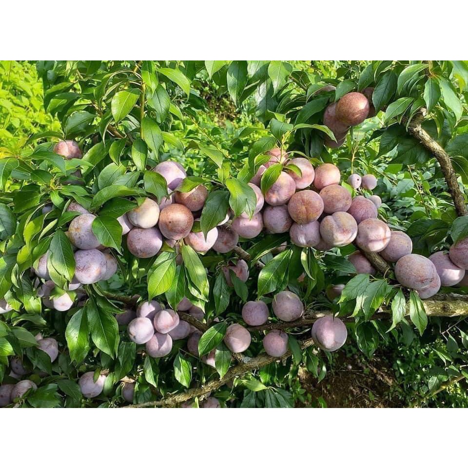 AD - Siêu ra hoa đậu quả 480ml