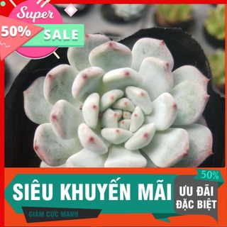 Sen ruby trắng trang trí sân vườn, văn phòng