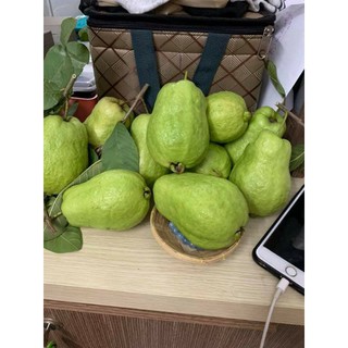 Cây 🌲 Ổi Thái .... chậu lớn đang trái