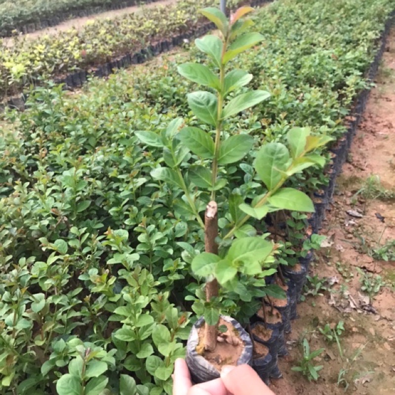 Cây giống hoa tường vi