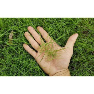100 - hạt giống cỏ nhung nhật