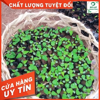 Hạt Giống ĐU ĐỦ RUỘT ĐỎ- 10 HẠT (CHÂT LƯỢNG CHUẨN FARM)
