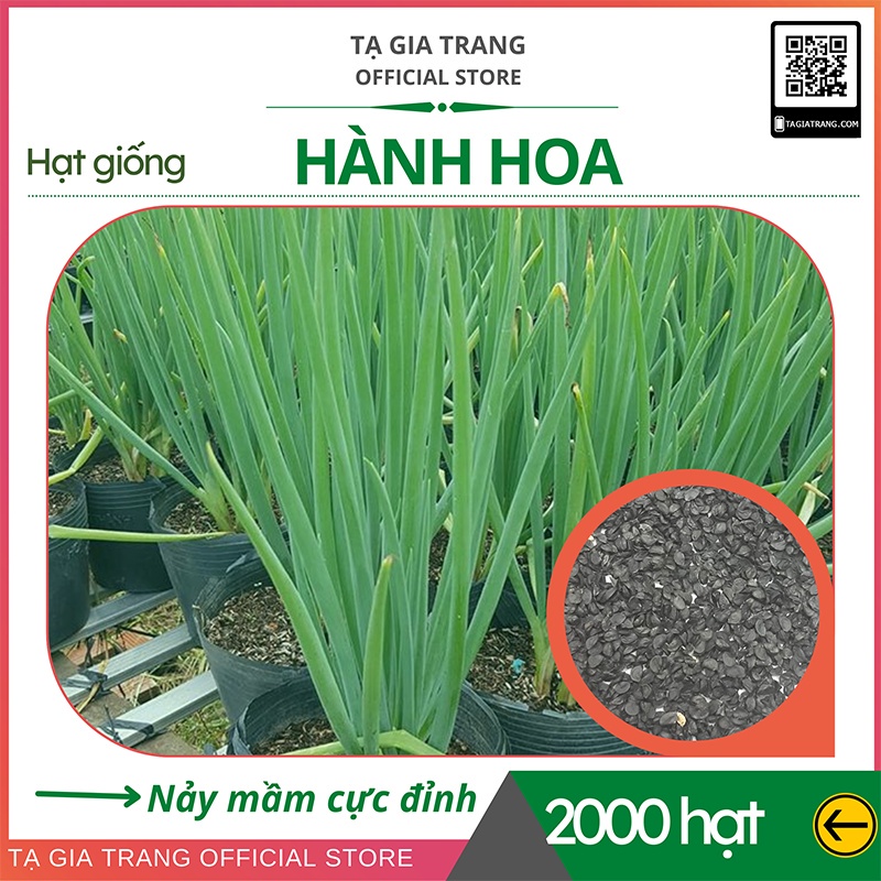 Hạt giống hành hoa (hành lá) cao sản - Shop hạt giống Tạ Gia Trang