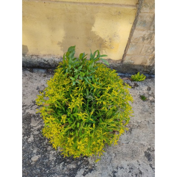 Chậu cứng Lemon coral sedum- Mười giờ Úc