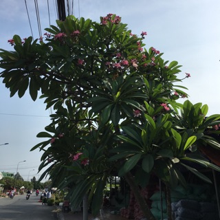 Cây hoa sứ màu Hồng siêu hoa