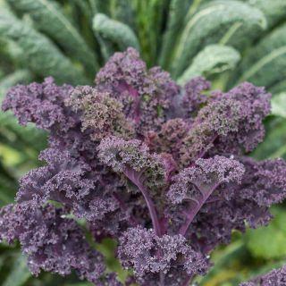 HẠT GIỐNG CẢI KALE TÍM SCARLET MỸ