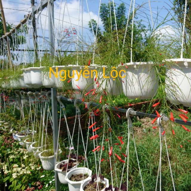 Cây hoa xác pháo - Hoa kiểng Nguyễn Lộc- Cây giống chất lượng cao