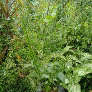 Cây liễu tường hoa đỏ