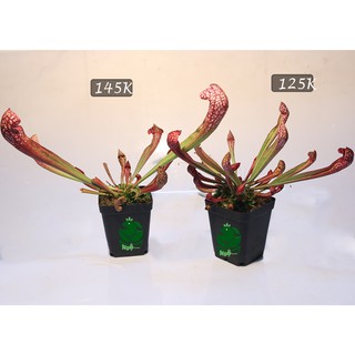 hố bẫy scarllet bele