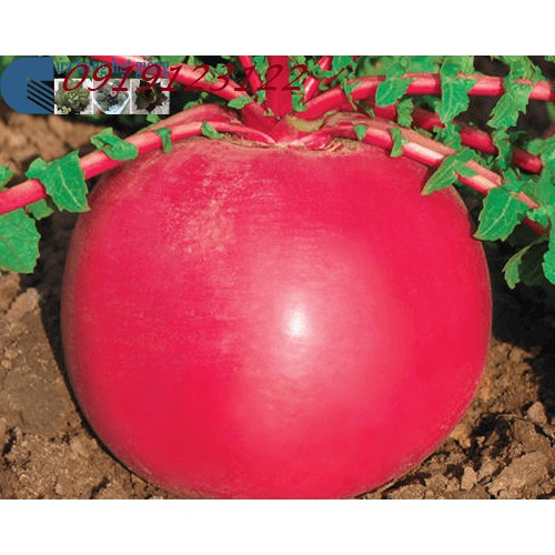 Hạt giống củ cải đỏ lớn F1