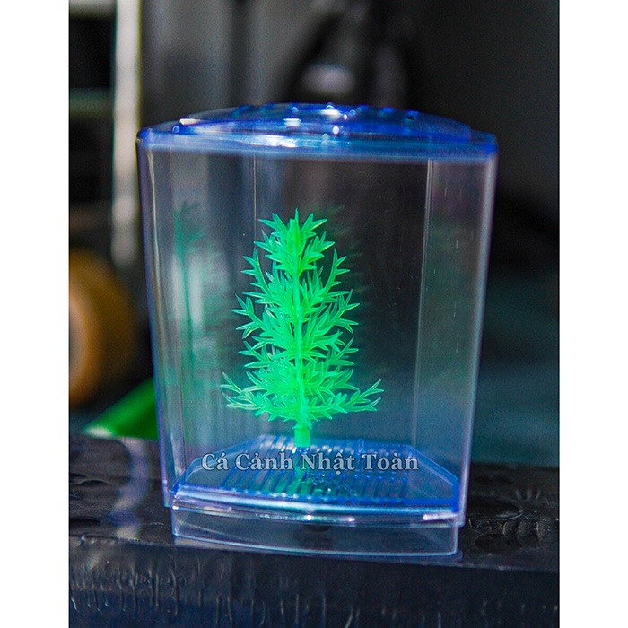 BỂ NUÔI CÁ BETTA 1 NGĂN MECA XINXIN