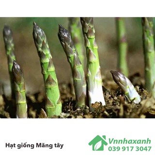 Hạt giống măng tây