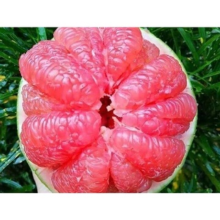 cây giống bưởi ruby thái lan