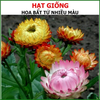 Hạt Giống Hoa Bất Tử Nhiều Màu 20 hạt