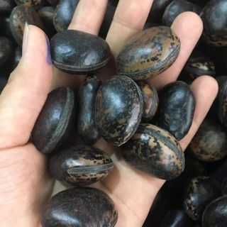 🌿 Hạt đậu lào hút độc 10 hạt 🌿