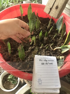 Lưỡi hổ xanh