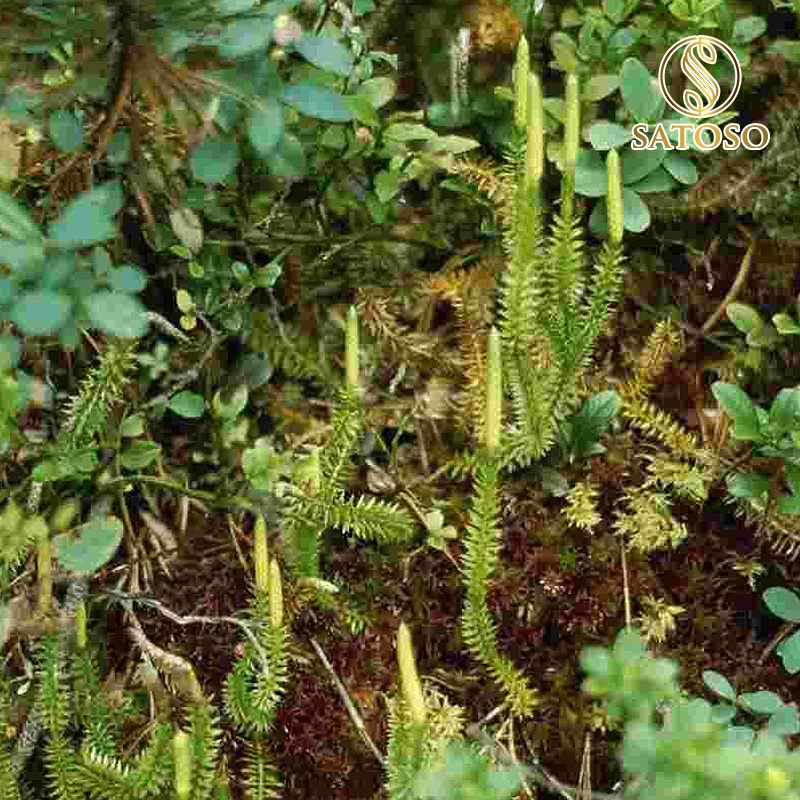 Cây thông đất khô SATOSO 1kg thượng hạng SA38