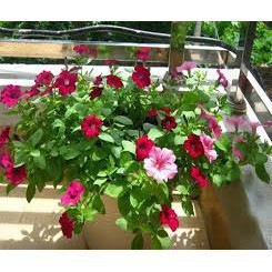 Hạt giống  hoa dạ yến thảo nhiều màu 100 hạt