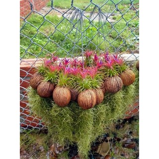 Cây không khí Kim Yến Tóc Tiên Quả dừa Thái Lan, cây cảnh lọc không khí