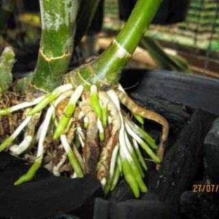 Kích rễ Exotic Thái Lan