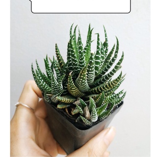 Sen đá xương rồng MÓNG RỒNG