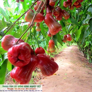 Cây Giống Roi Đỏ Thái Lan .