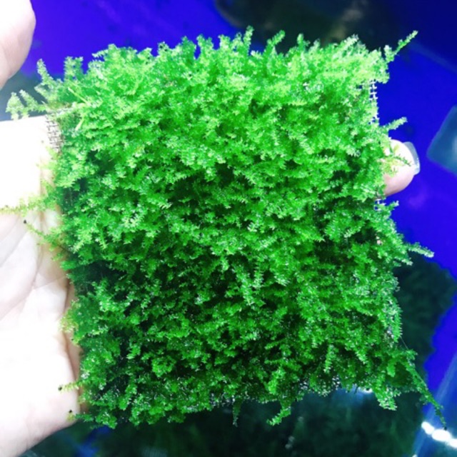 Rêu Mini Taiwan - Rêu Thuỷ Sinh Dán Bonsai, Dán Lũa Bể Thủy Sinh