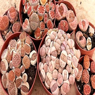Hạt giống hoa thạch lan - Tặng thêm hạt giống ngẫu nhiên