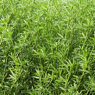 Hạt Cỏ Chăn Nuôi Stylo - Cỏ Họ Đậu - Gói 1kg - Cỏ Chăn Nuôi