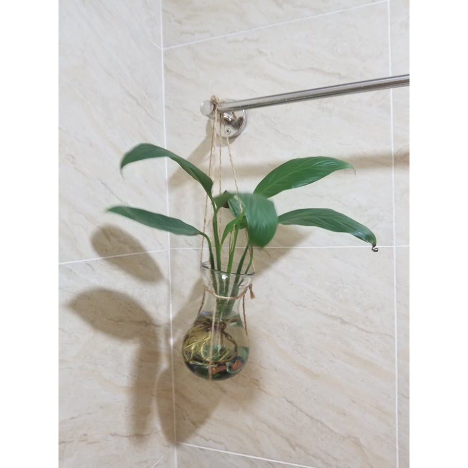 BÌNH TRỒNG THỦY SINH,HÀNH TÂY, TIÊN ÔNG MIỆNG LOE