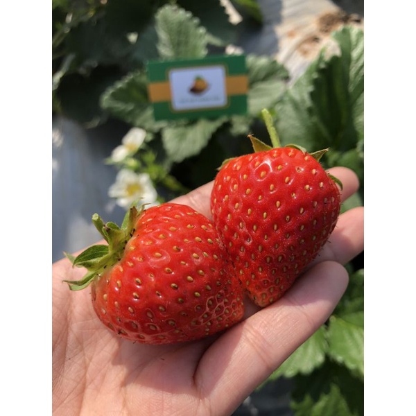 DÂU TÂY HANA MỘC CHÂU - Thế Giới Nông Sản