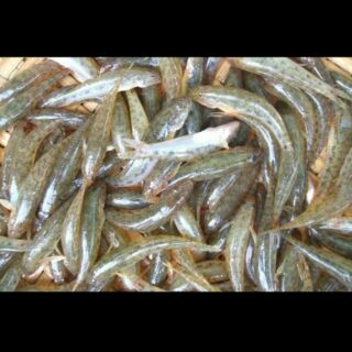 [Lưới thợ chuyên nghiệp] Lưới đánh cá bống NT, lưới 3 màn