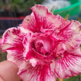Cây sứ thái ghép