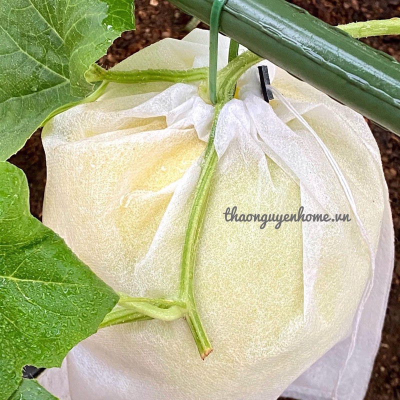 Túi bọc trái cây