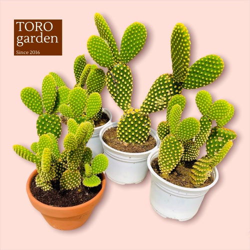 Xương rồng tai thỏ kèm chậu Đà Lạt size trung bình cây cảnh trang trí nhà cửa Toro garden