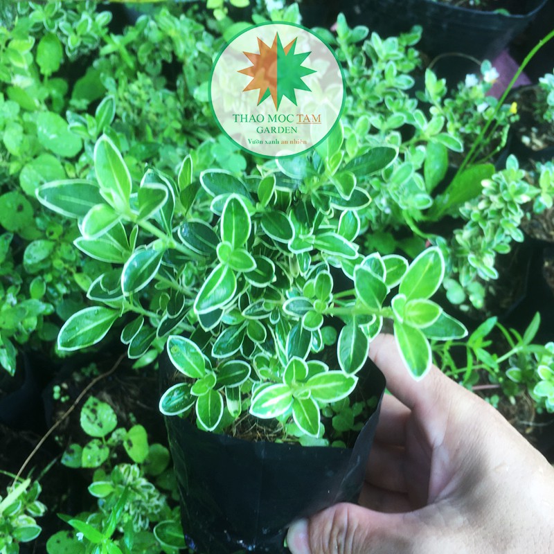 Cây giống Bạch Tuyết Mai - Cây Mã Thiên Hương