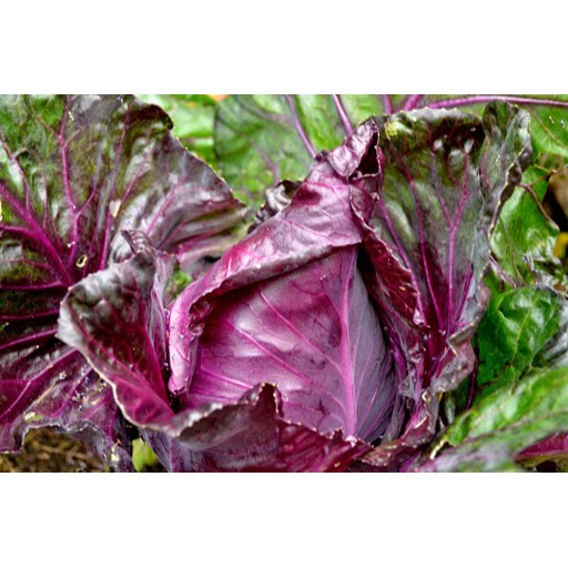 Hạt giống Bắp cải cuộn tím, Bắp cải cuộn xanh F1 - Cải thảo Dược bắp cuộn