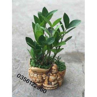 cây kim tiền ông phật  + Tặng (0,3kg) phân hữu cơ cao cấp