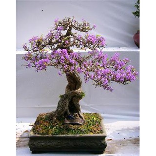 CHẬU BON SAI LINH SAM--SIÊU ĐẸP