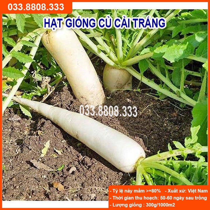Hạt Giống Củ Cải Trắng ( túi Zip 2g) - Nhanh Thu Hoạch