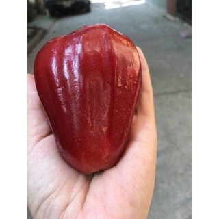 cây giống roi đỏ